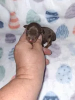 Chocolate M #1, a male Miniature Pinscher for sale in Ocala, FL – Photo 1 of 4