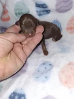 Chocolate M #1, a male Miniature Pinscher for sale in Ocala, FL – Photo 2 of 4