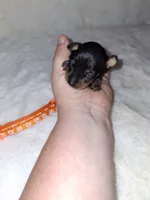 Black/ rust M 🧡, a male Miniature Pinscher for sale in Ocala, FL – 5 of 9