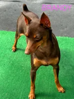 Babies coming soon!!, a  Miniature Pinscher for sale in Ocala, FL – Photo 4 of 8