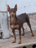 Babies coming soon!!, a  Miniature Pinscher for sale in Ocala, FL – Photo 7 of 8