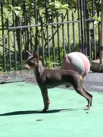 Babies coming soon!!, a  Miniature Pinscher for sale in Ocala, FL – Photo 6 of 8