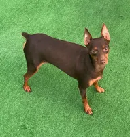 Babies coming soon!!, a  Miniature Pinscher for sale in Ocala, FL – Photo 3 of 8