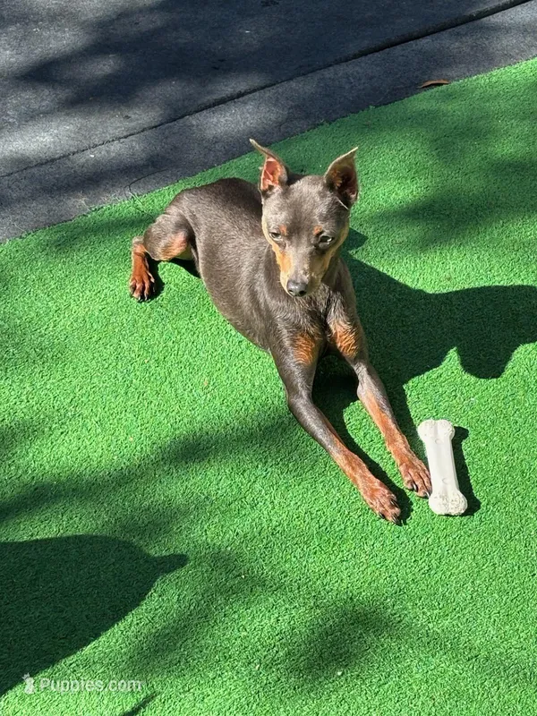 Babies coming soon!! – Miniature Pinscher puppy for sale in Ocala, FL