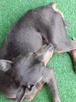 Babies coming soon!!, a  Miniature Pinscher for sale in Ocala, FL – Photo 8 of 8