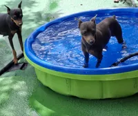 Babies coming soon!!, a  Miniature Pinscher for sale in Ocala, FL – Photo 5 of 8