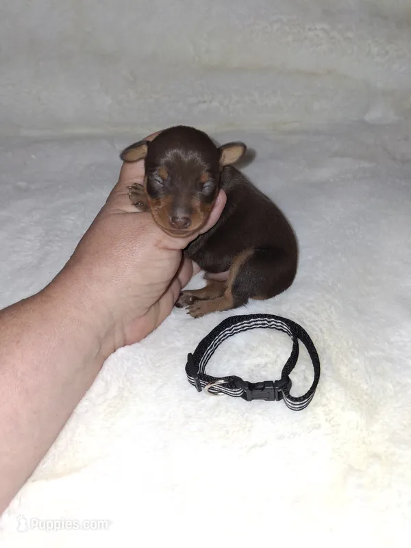 AKC chocolate M 🖤 – Miniature Pinscher puppy for sale in Ocala, FL