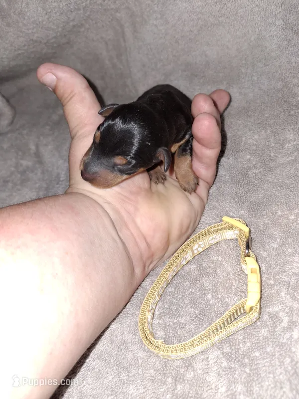 Black male 🥇 – Miniature Pinscher puppy for sale in Ocala, FL