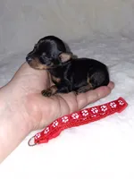 Black/rust ❤️, a female Miniature Pinscher for sale in Ocala, FL – 2 of 10