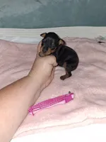 Black/ rust F🩷, a female Miniature Pinscher for sale in Ocala, FL – 3 of 7