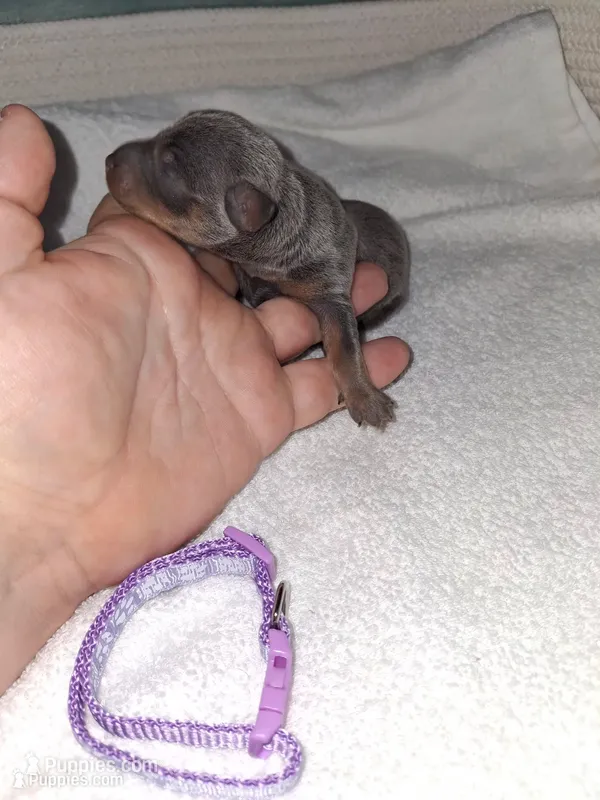 Blue/ tan F 💜 – Miniature Pinscher puppy for sale in Ocala, FL