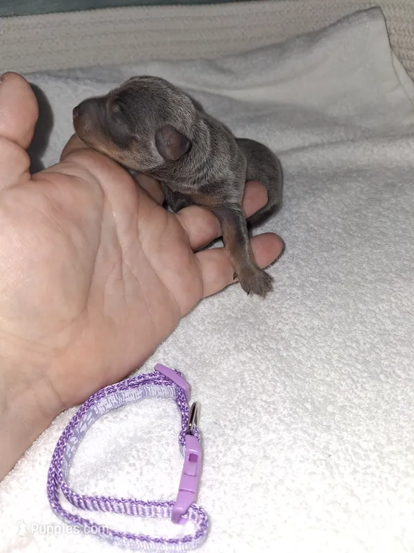 Blue/ tan F 💜 – Miniature Pinscher puppy for sale in Ocala, FL
