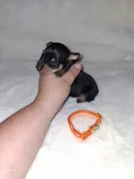 AKC Black M 🍊, a male Miniature Pinscher for sale in Ocala, FL – 2 of 9