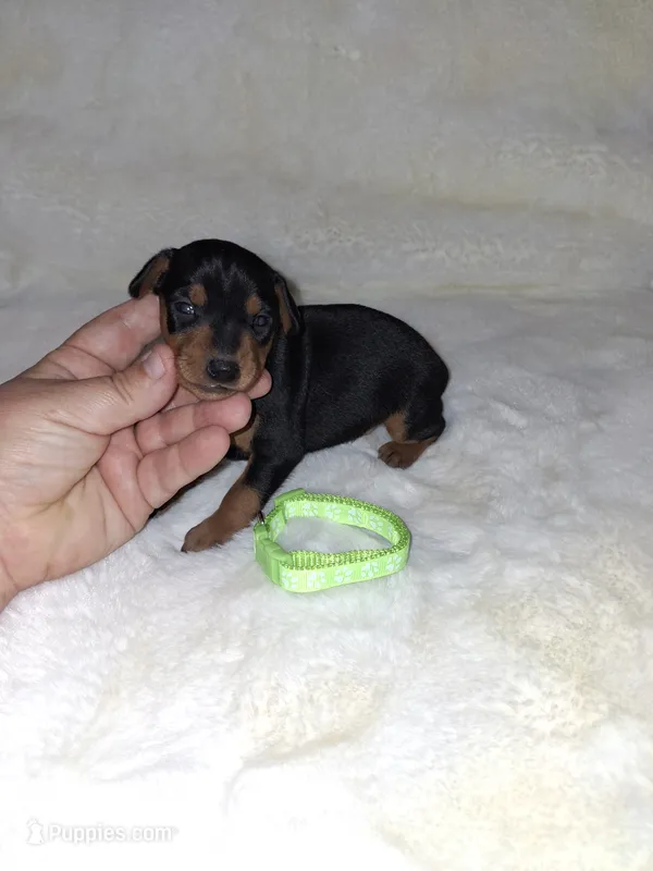 Harlequin Pinscher male – Miniature Pinscher puppy for sale in Ocala, FL