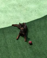 Blue/ tan F 💜, a female Miniature Pinscher for sale in Ocala, FL – 6 of 7