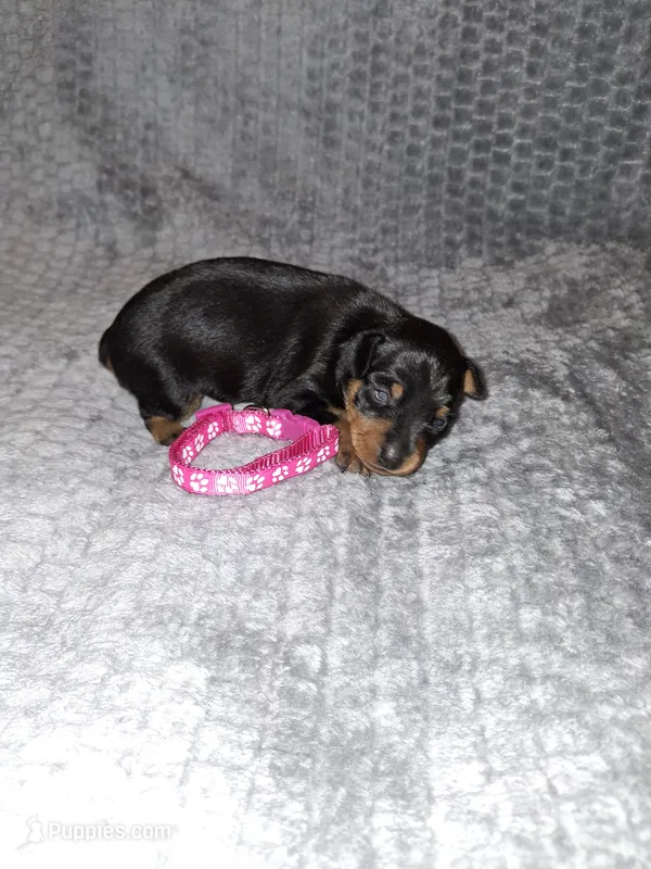 Black / rust F 💓 – Miniature Pinscher puppy for sale in Ocala, FL