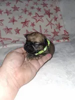 💚 Green, a male Brussels Griffon for sale in Ocala, FL – 4 of 6