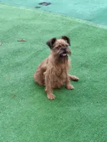 Coming soon!!, a  Brussels Griffon for sale in Ocala, FL – Photo 8 of 10