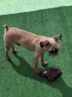 Coming soon!!, a  Brussels Griffon for sale in Ocala, FL – Photo 10 of 10