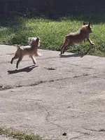 Coming soon!!, a  Brussels Griffon for sale in Ocala, FL – Photo 6 of 10