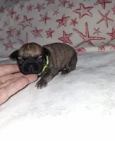 💚 Green, a male Brussels Griffon for sale in Ocala, FL – 2 of 6