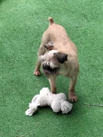 Coming soon!!, a  Brussels Griffon for sale in Ocala, FL – Photo 9 of 10