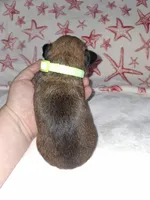 💚 Green, a male Brussels Griffon for sale in Ocala, FL – 5 of 6