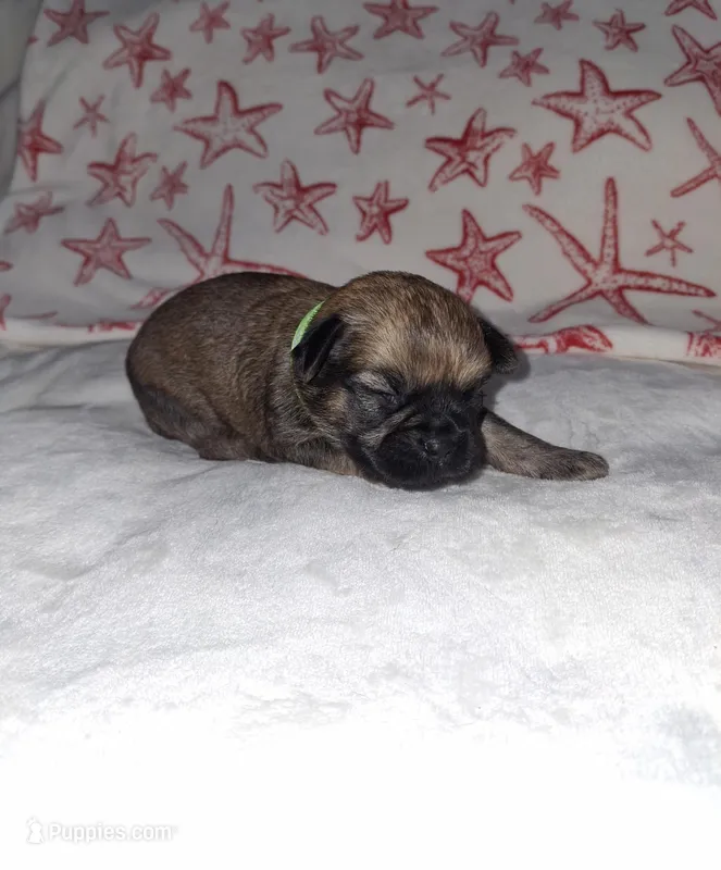💚 Green – Brussels Griffon puppy for sale in Ocala, FL