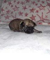 💚 Green, a male Brussels Griffon for sale in Ocala, FL – 1 of 6