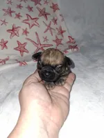💚 Green, a male Brussels Griffon for sale in Ocala, FL – 3 of 6