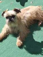Coming soon!!, a  Brussels Griffon for sale in Ocala, FL – Photo 7 of 10
