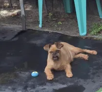 Coming soon!!, a  Brussels Griffon for sale in Ocala, FL – Photo 3 of 10