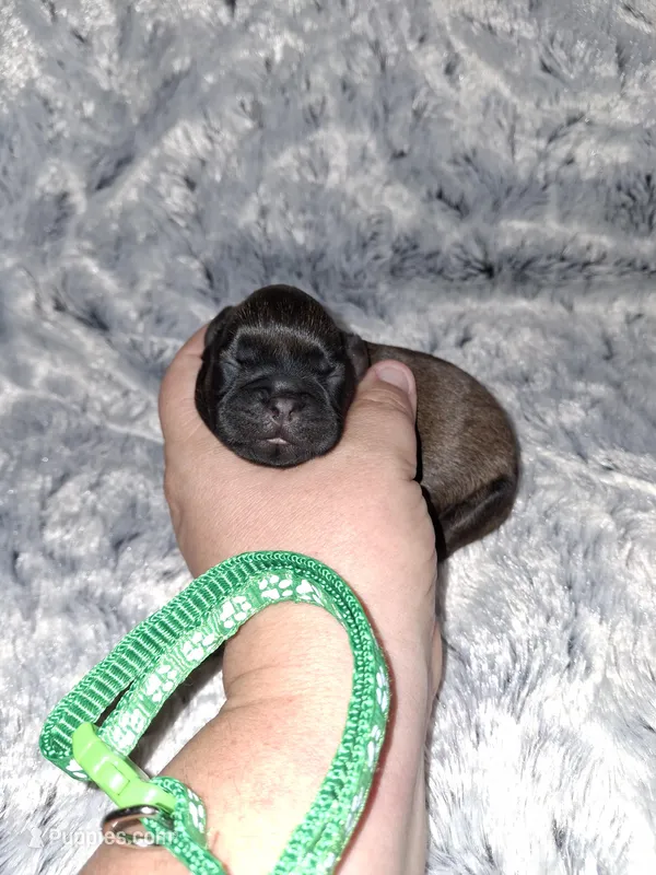 💚  – Brussels Griffon puppy for sale in Ocala, FL
