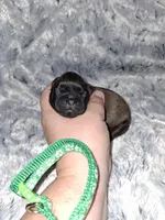 💚 , a male Brussels Griffon for sale in Ocala, FL – Photo 1 of 4