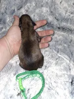 💚 , a male Brussels Griffon for sale in Ocala, FL – Photo 2 of 4