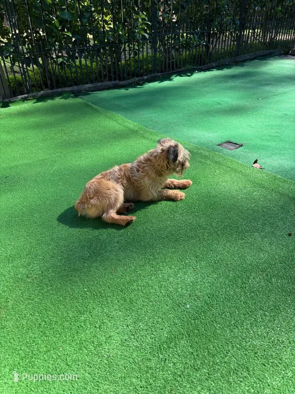 Coming soon!! – Brussels Griffon puppy for sale in Ocala, FL