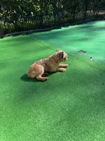 Coming soon!!, a  Brussels Griffon for sale in Ocala, FL – Photo 1 of 10