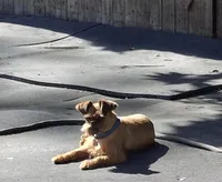 Coming soon!!, a  Brussels Griffon for sale in Ocala, FL – Photo 2 of 10