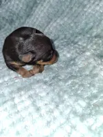 Black/ rust M #2, a male Miniature Pinscher for sale in Ocala, FL – Photo 2 of 3