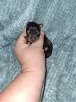 Black/ rust M #2, a male Miniature Pinscher for sale in Ocala, FL – Photo 1 of 3