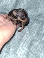 Black/ rust M #2, a male Miniature Pinscher for sale in Ocala, FL – Photo 3 of 3