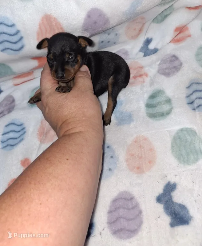 Black/ rust M #2 – Miniature Pinscher puppy for sale in Ocala, FL