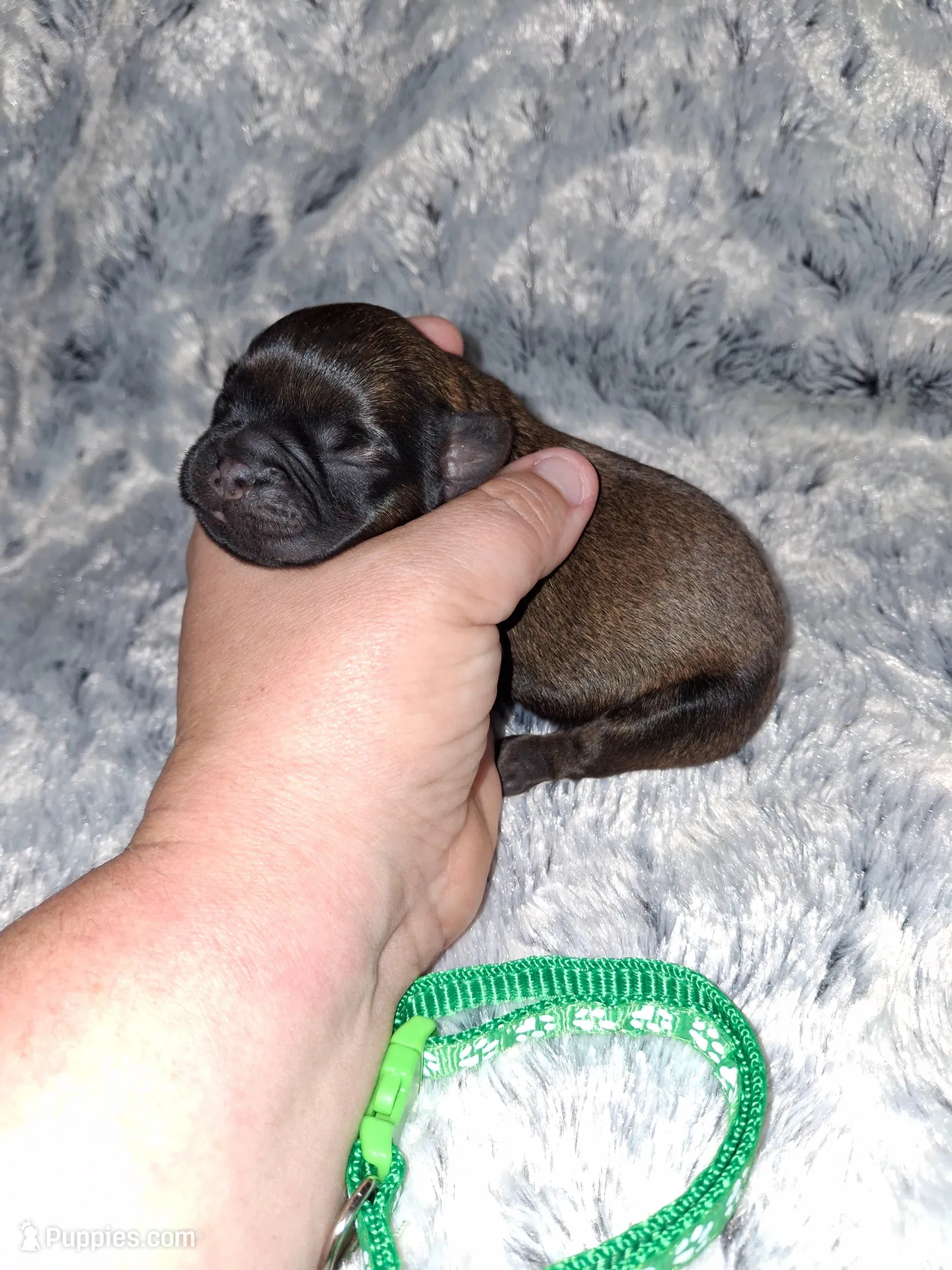💚 , a male Brussels Griffon for sale in Ocala, FL – Photo 3 of 4