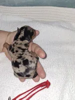 Black merle F ❤️ , a female Miniature Pinscher for sale in Ocala, FL – 3 of 7