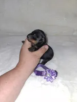 AKC Black F 💜, a female Miniature Pinscher for sale in Ocala, FL – 3 of 5