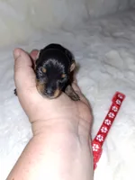 Black/rust ❤️, a female Miniature Pinscher for sale in Ocala, FL – 5 of 10