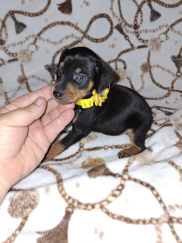 AKC Black M 💛 – Miniature Pinscher puppy for sale in Ocala, FL