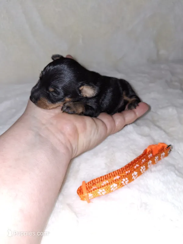 Black/ rust M 🧡 – Miniature Pinscher puppy for sale in Ocala, FL
