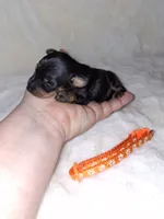 Black/ rust M 🧡, a male Miniature Pinscher for sale in Ocala, FL – 1 of 9