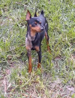 Black merle F 🧡, a female Miniature Pinscher for sale in Ocala, FL – 3 of 5